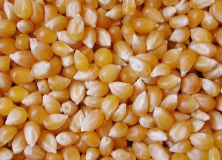 Maize (Corn)